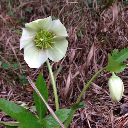 Hellebores