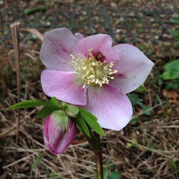 helleborum