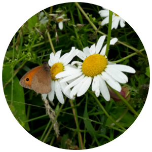 Meadow Brown