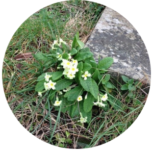 Primroses