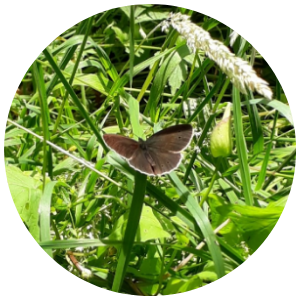 ringlet in grass