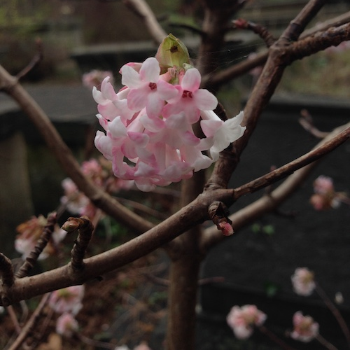 Viburnum