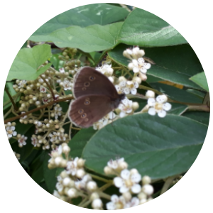 Ringlet