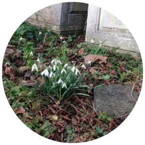 snow drops