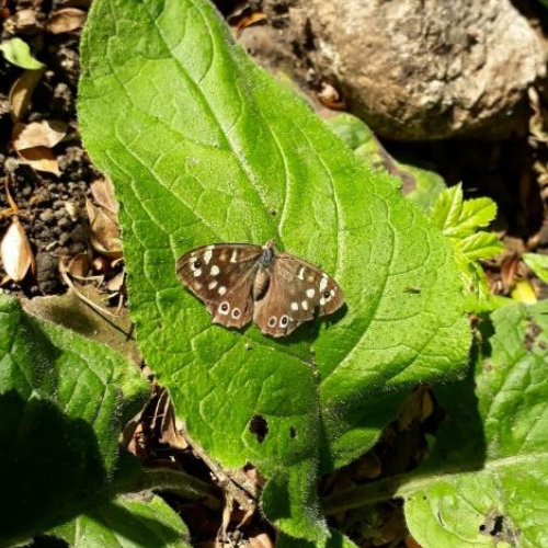 speckled wood