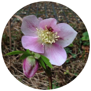 Hellebore