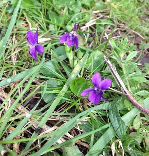 wild violets