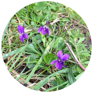 wild violets